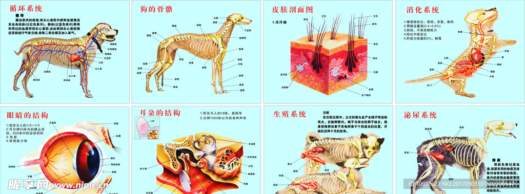 动物解剖结构  狗解剖结构