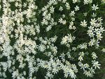 满天星小百花