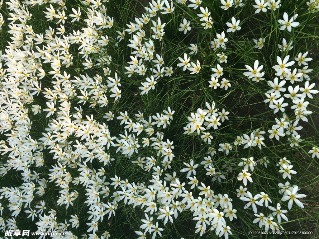 满天星小百花