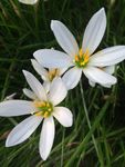 漂亮的小白花