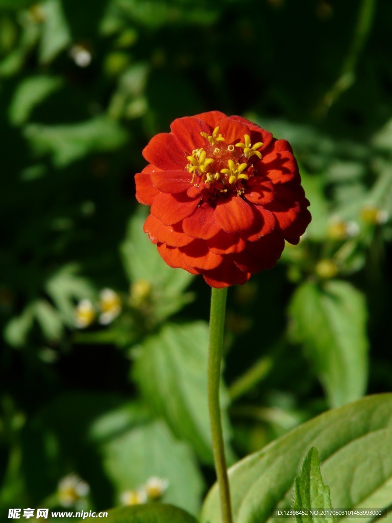 百日菊鲜花