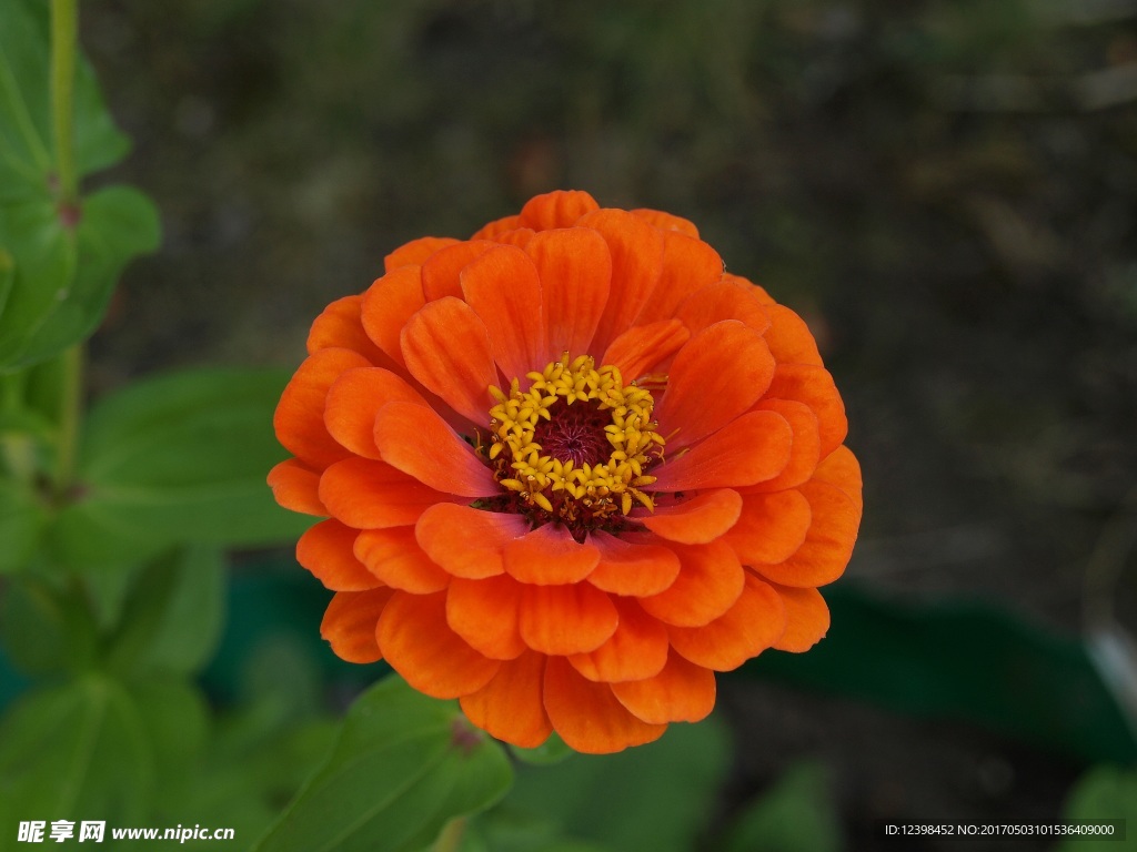 百日菊鲜花