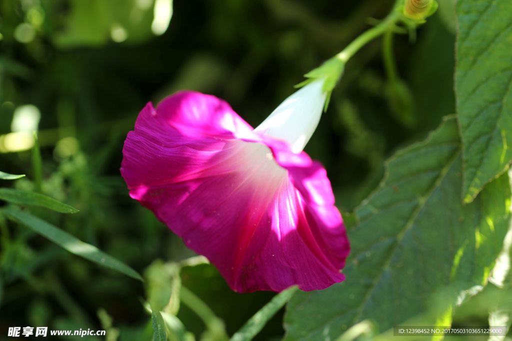 牵牛花