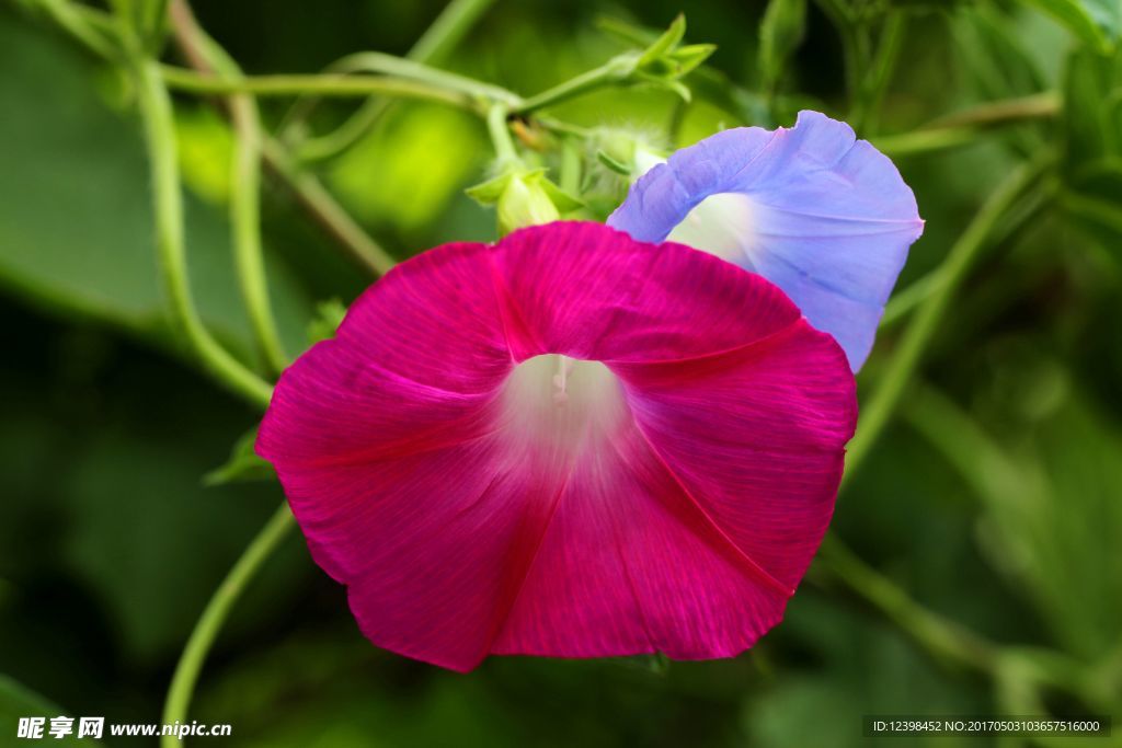 牵牛花