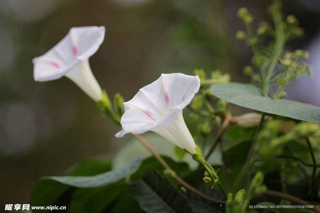 白色牵牛花
