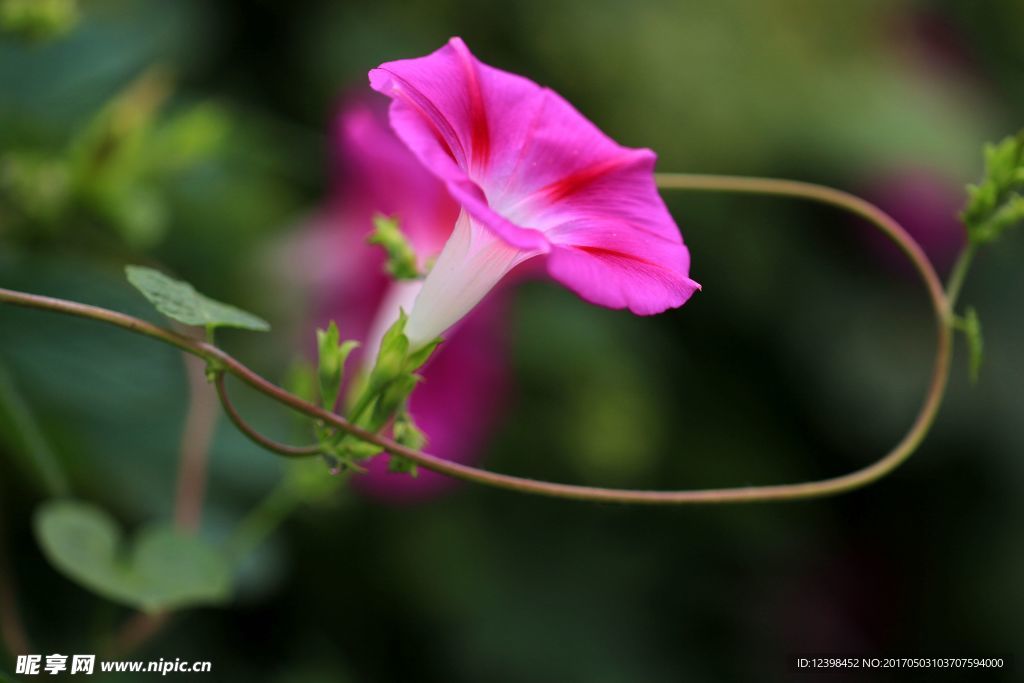 牵牛花