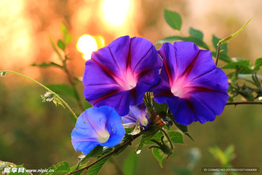 牵牛花