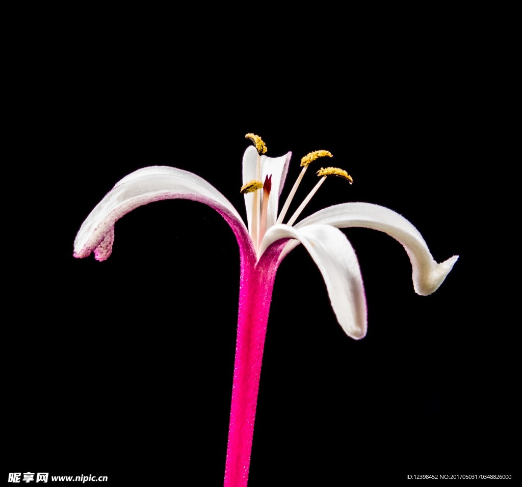 金银花