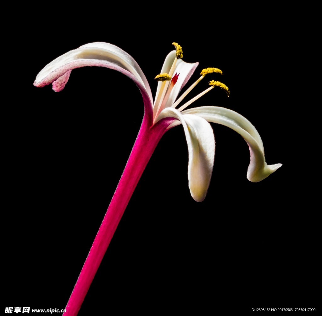 金银花