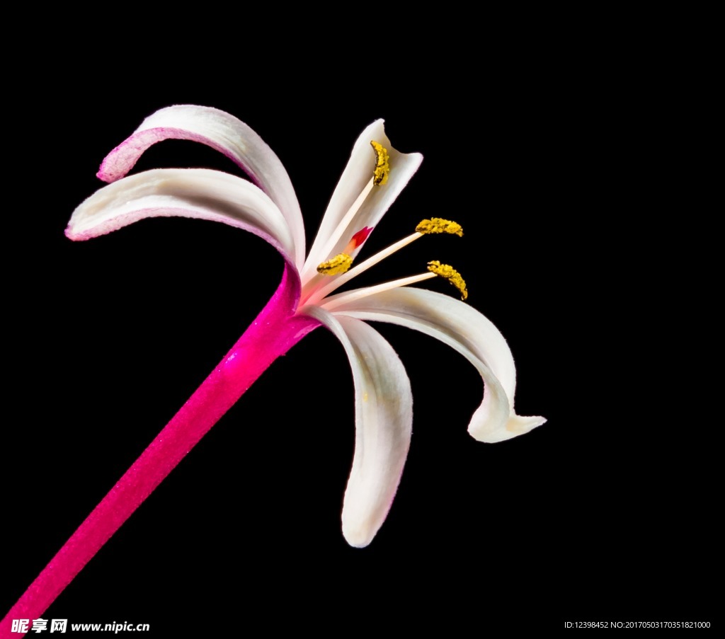 金银花