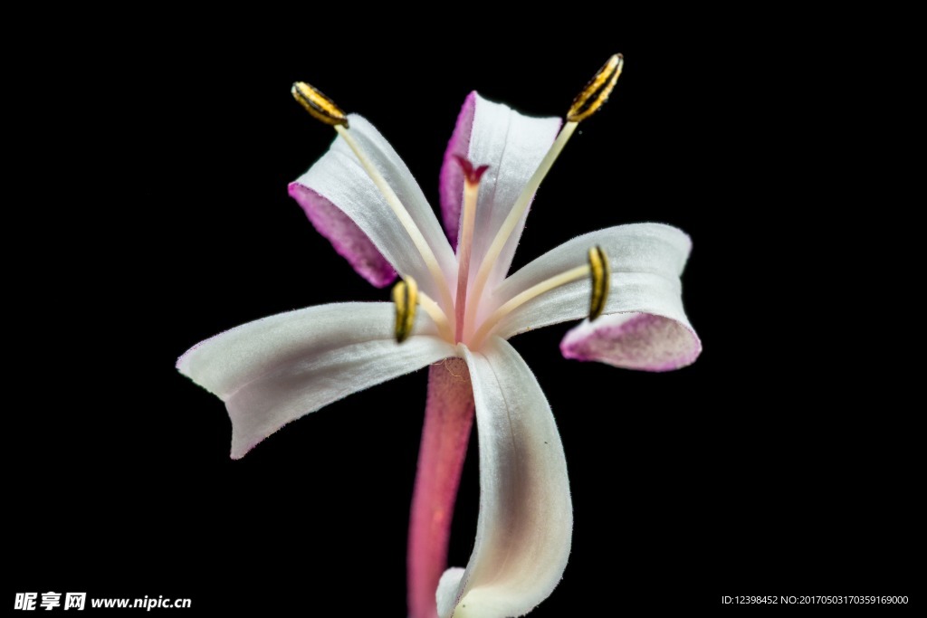 金银花