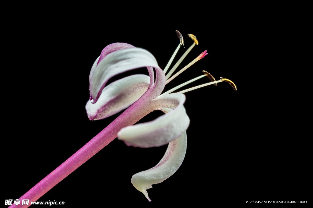 金银花