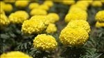 芙蓉花