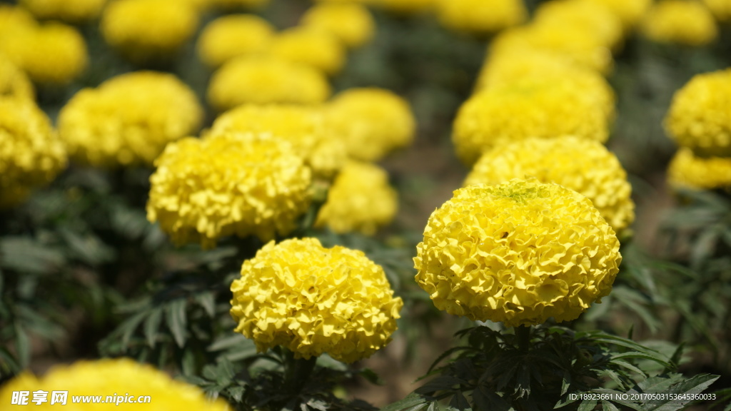 芙蓉花