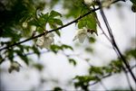 掌叶覆盆子花