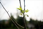 掌叶覆盆子花