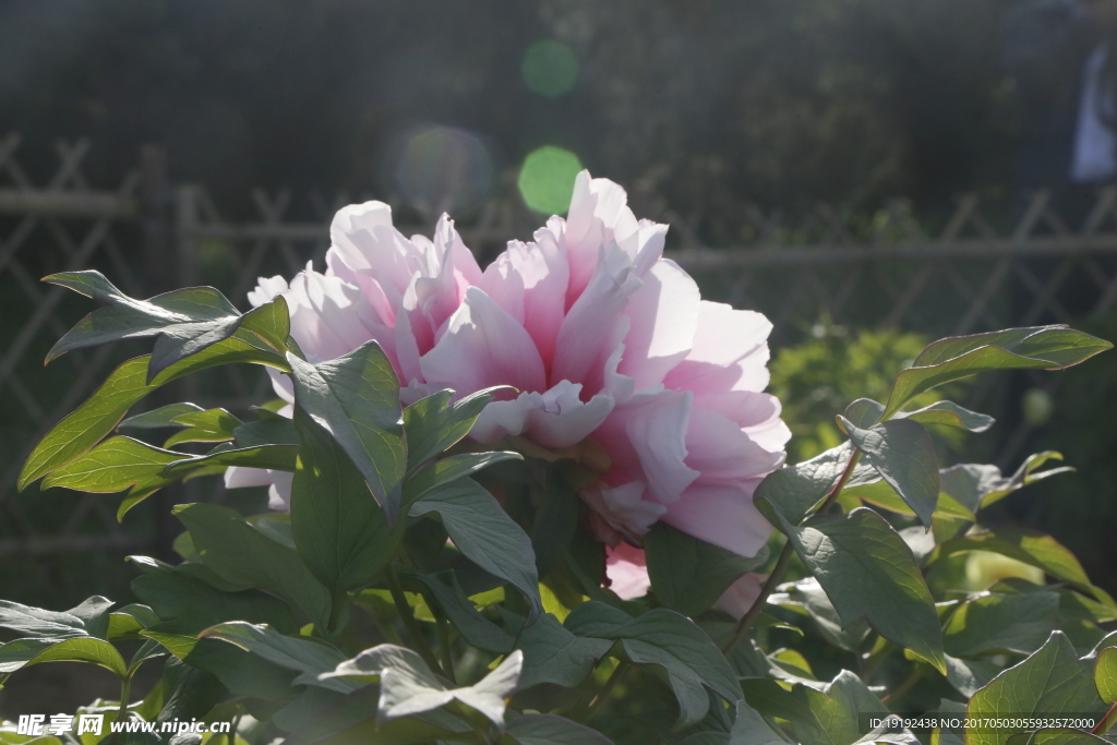 牡丹花