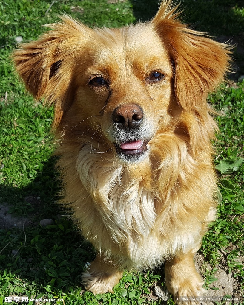 一只呆萌幼犬