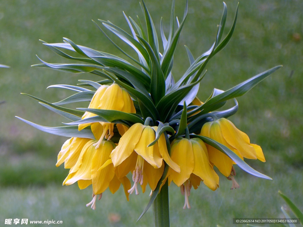 黄色贝母花