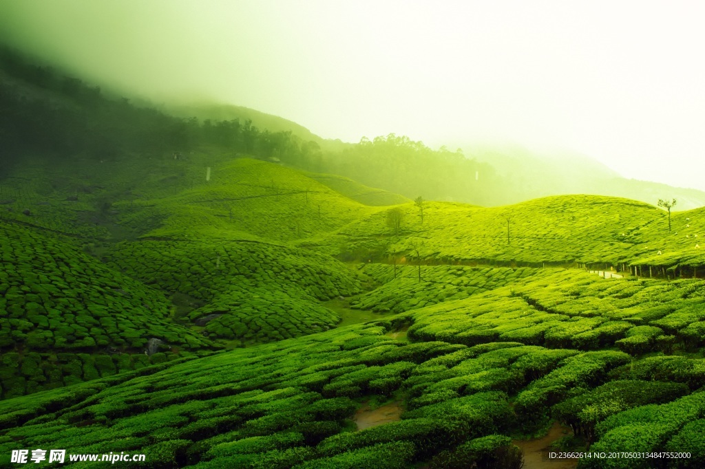 清晨绿色茶园风景