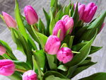 母亲节郁金香花束