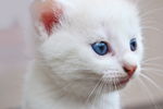 纯白色小猫咪