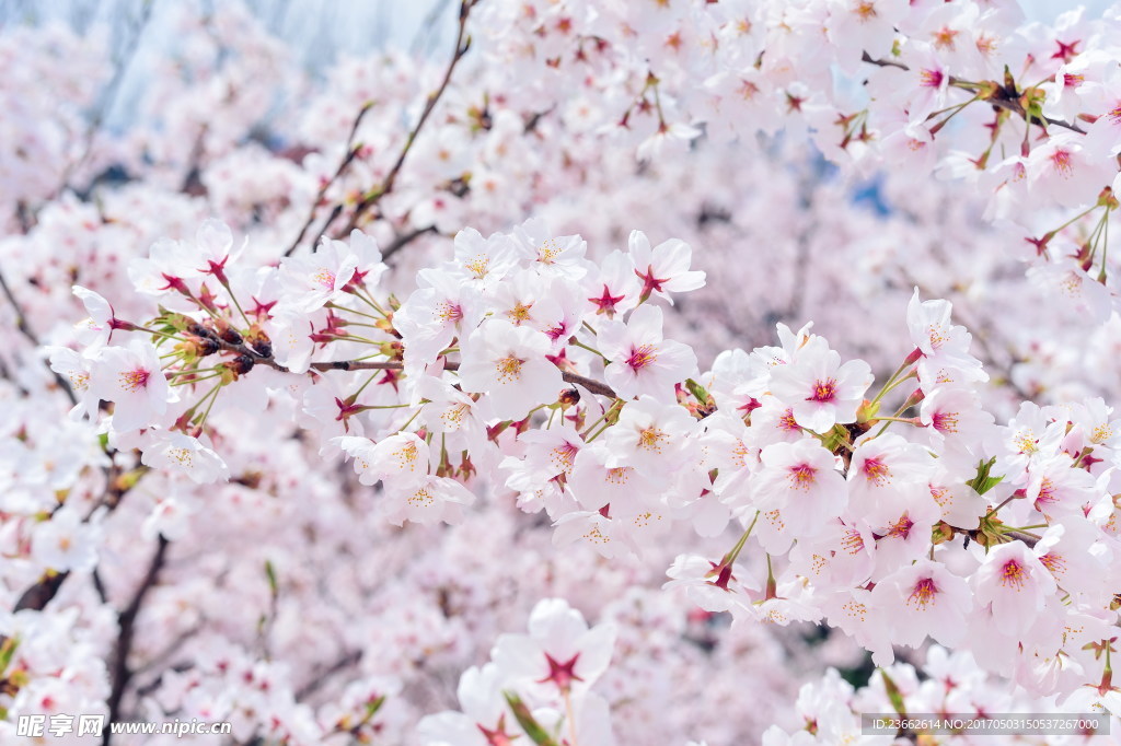 日本樱花盛开
