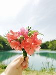 映山红花束