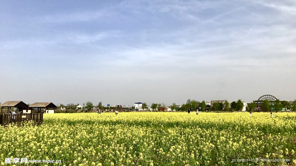 油菜花农耕乐园