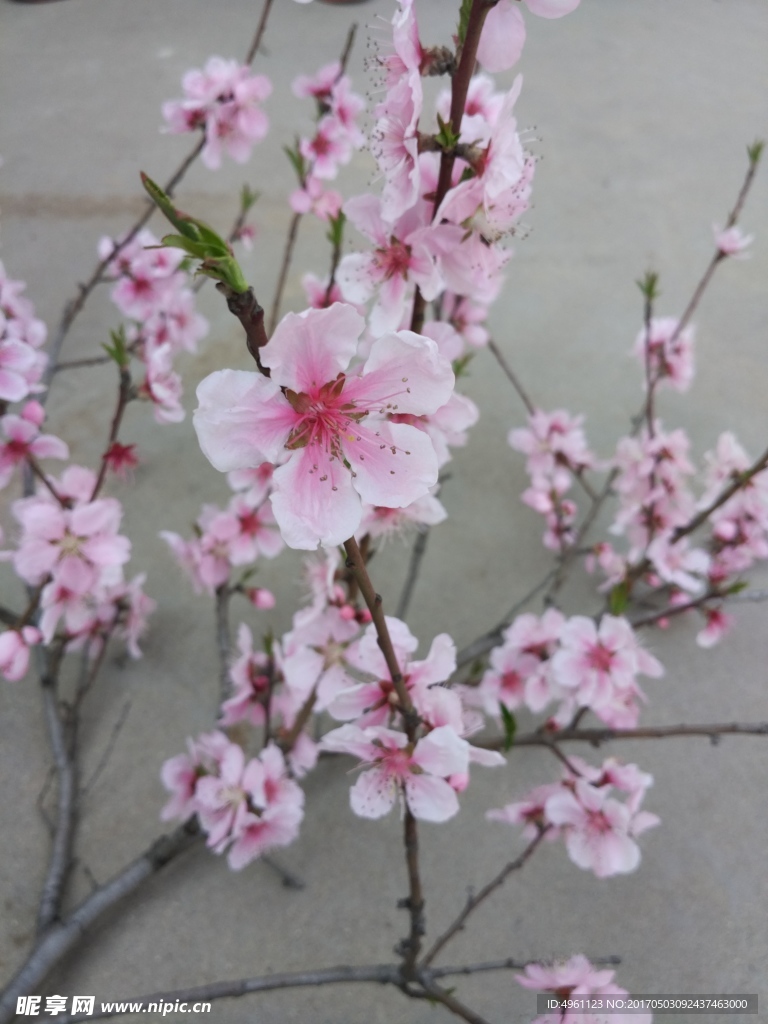三月桃花