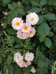 小花朵  美丽的花儿