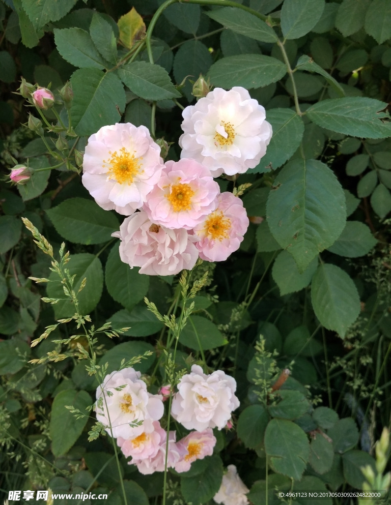 小花朵  美丽的花儿