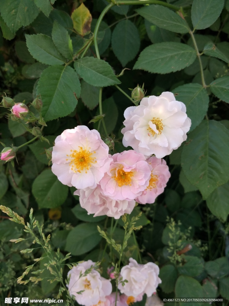 花