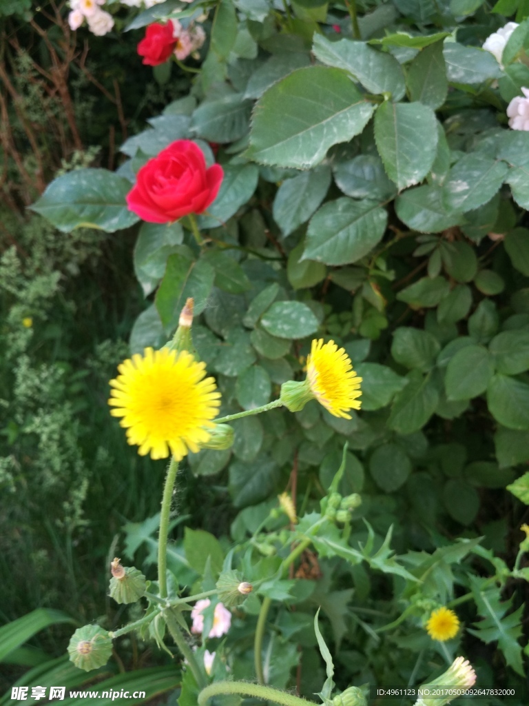 花  小黄花