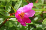 芍药花