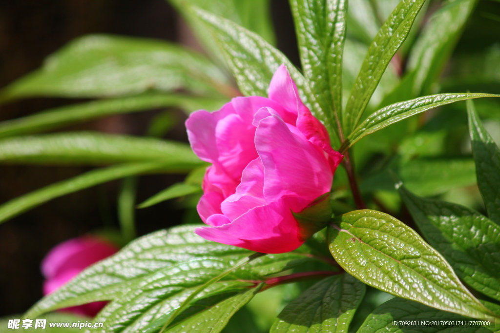 芍药花