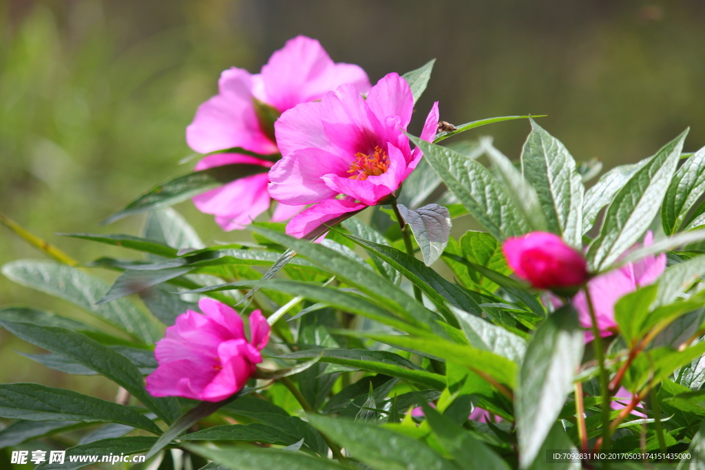 芍药花