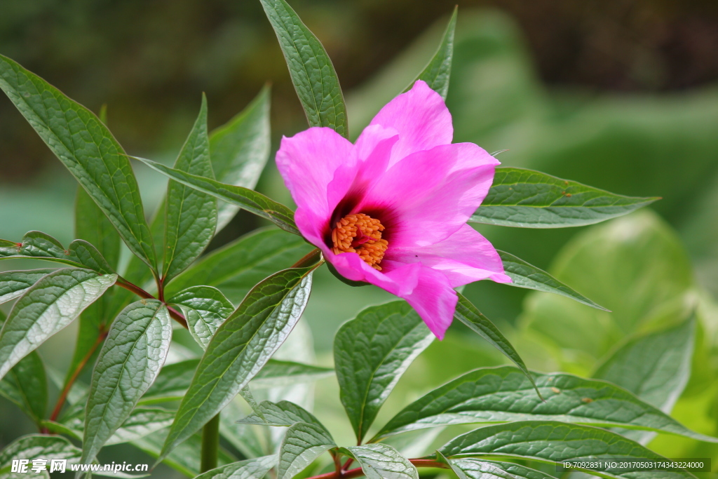 芍药花