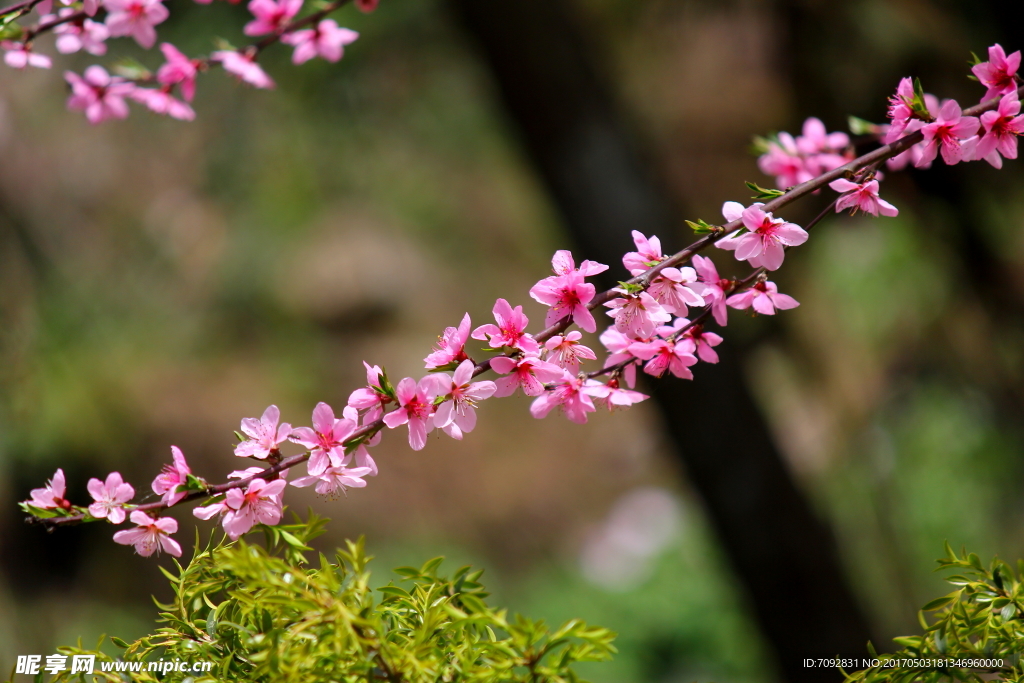 桃花