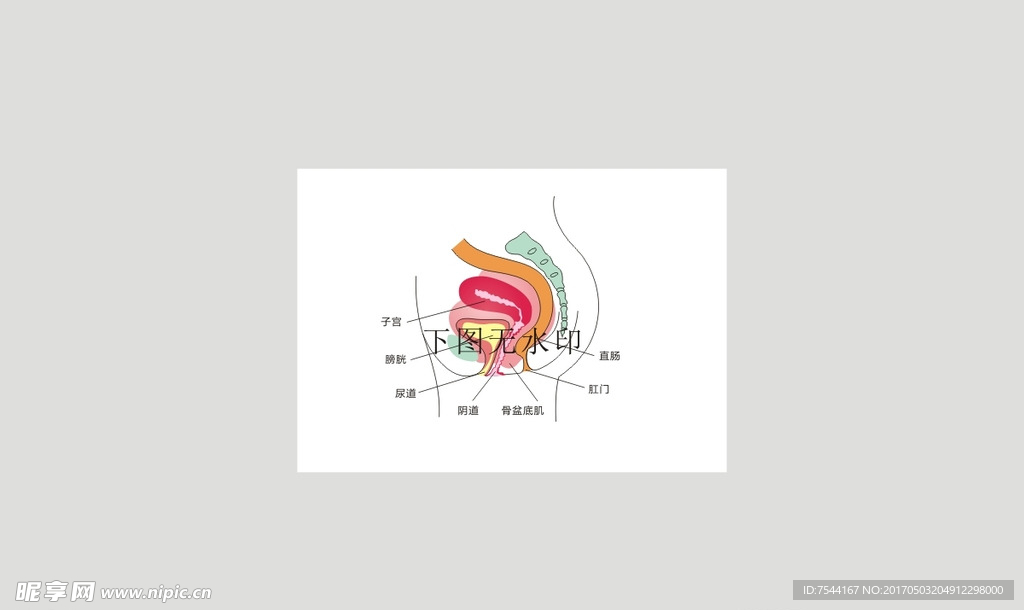 女性盆底肌 生殖系统 矢量描图