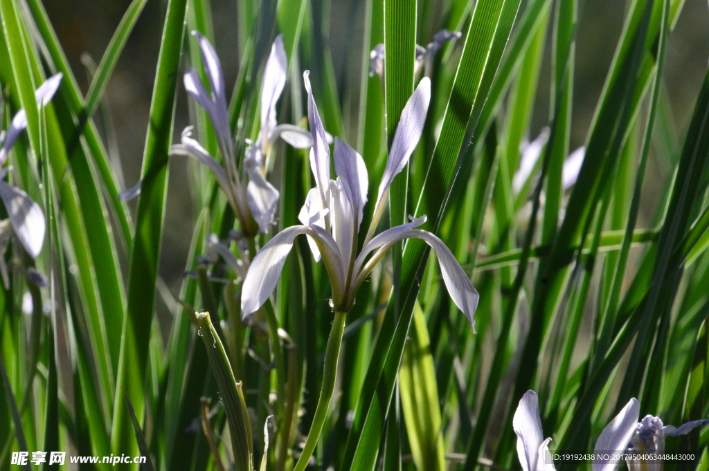 马兰花