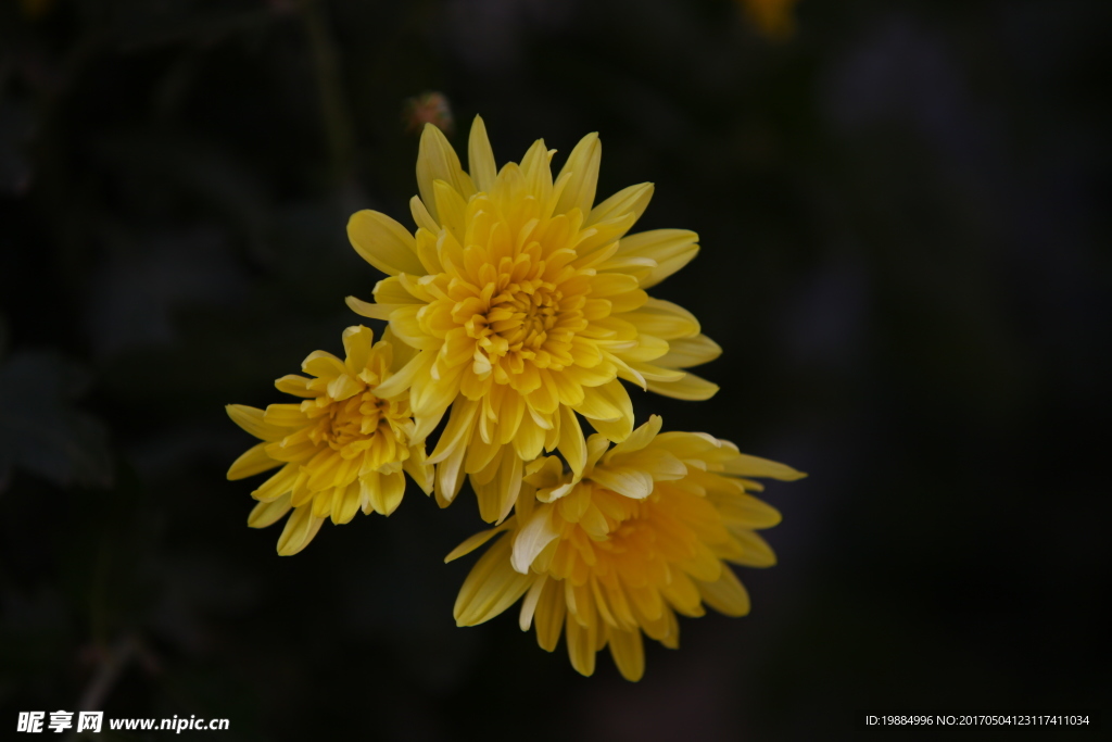 三朵黄色菊花