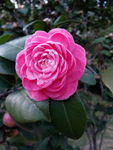 玫红色茶花