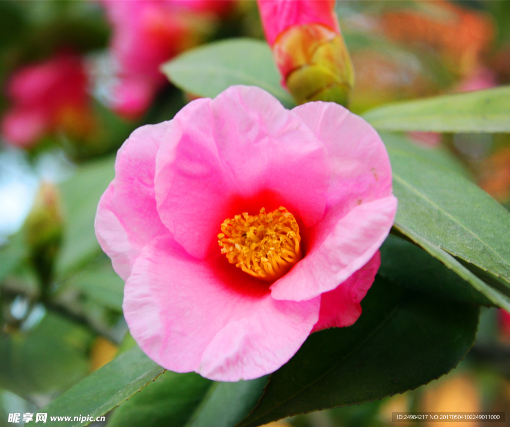 茶花