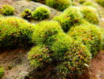 小清新苔藓植物