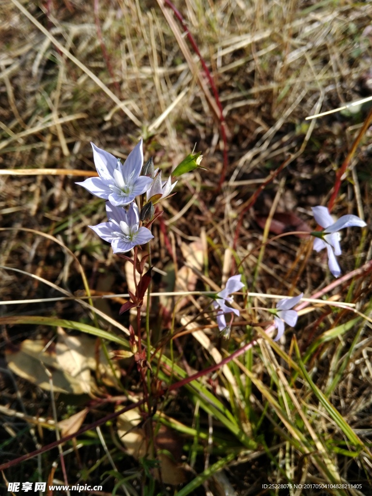 野生龙胆草