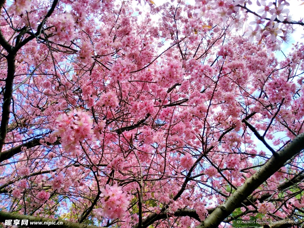 樱花图