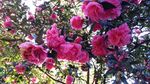 茶花