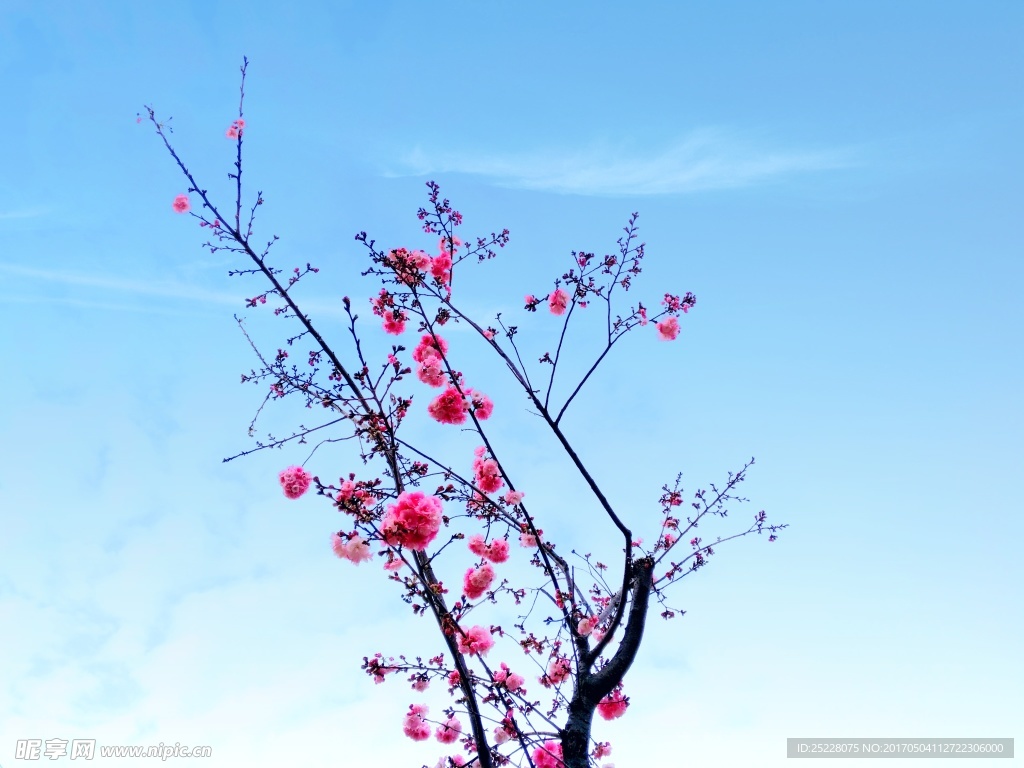 樱花
