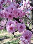 梅花